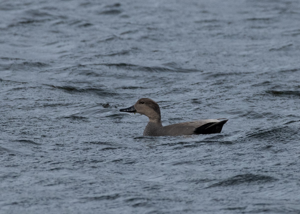 Gadwall - ML637543543