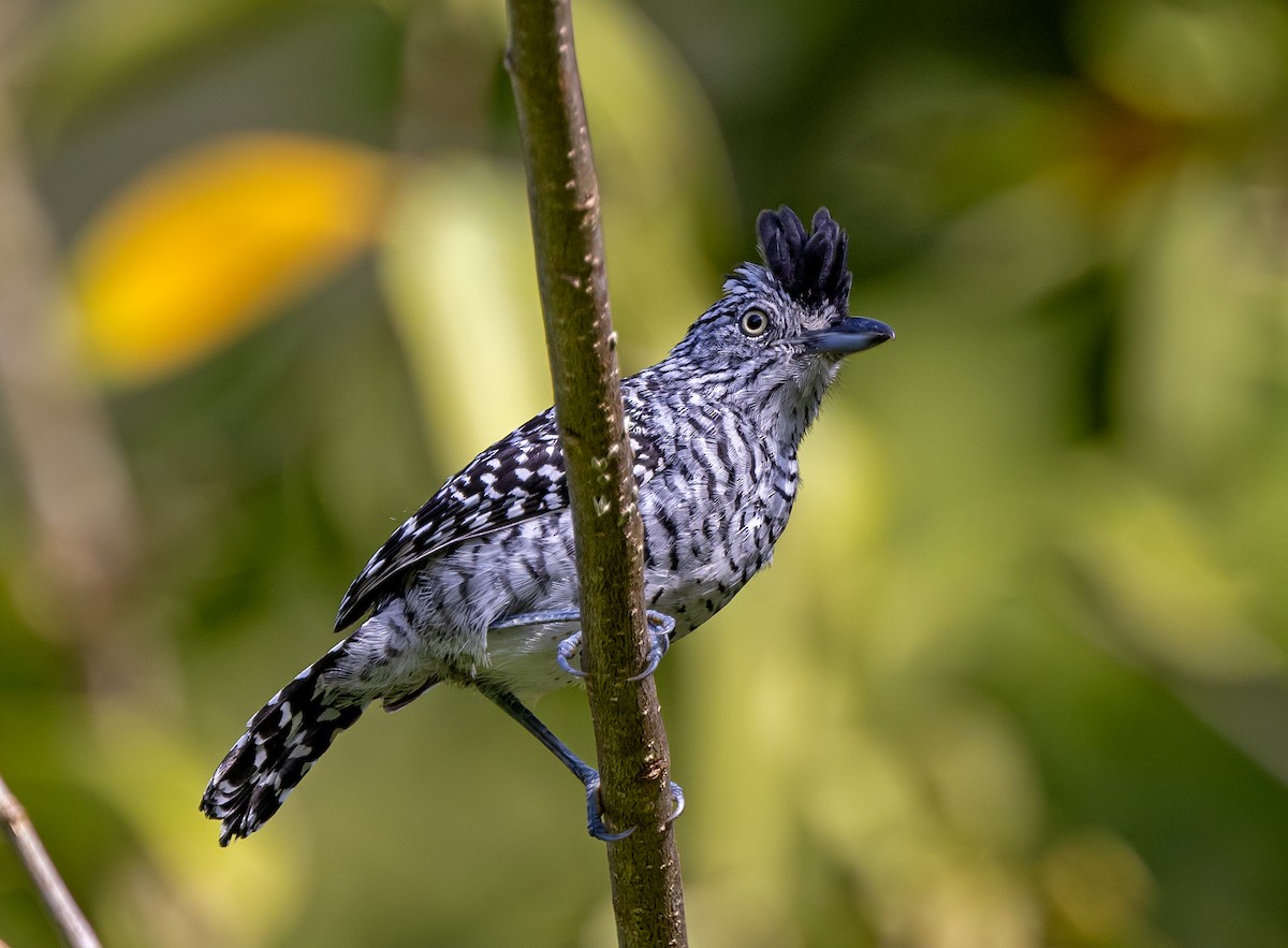 Barred Antshrike - ML637543549