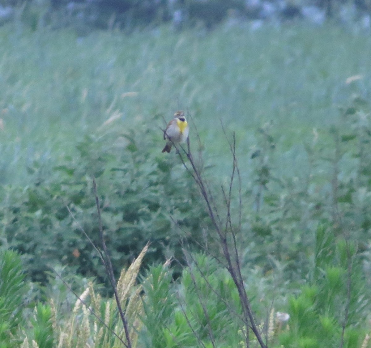 papežík americký - ML637543562