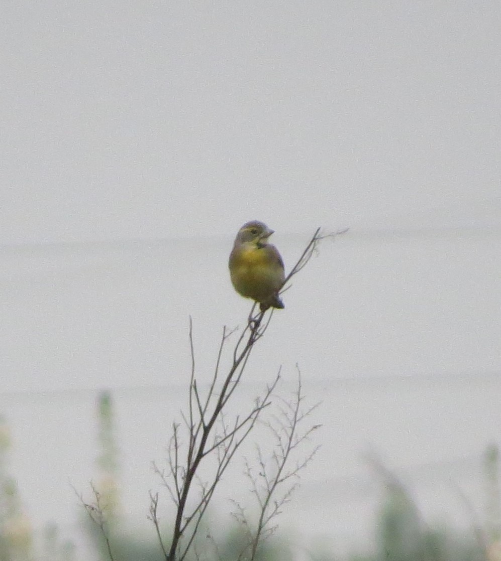 papežík americký - ML637543563