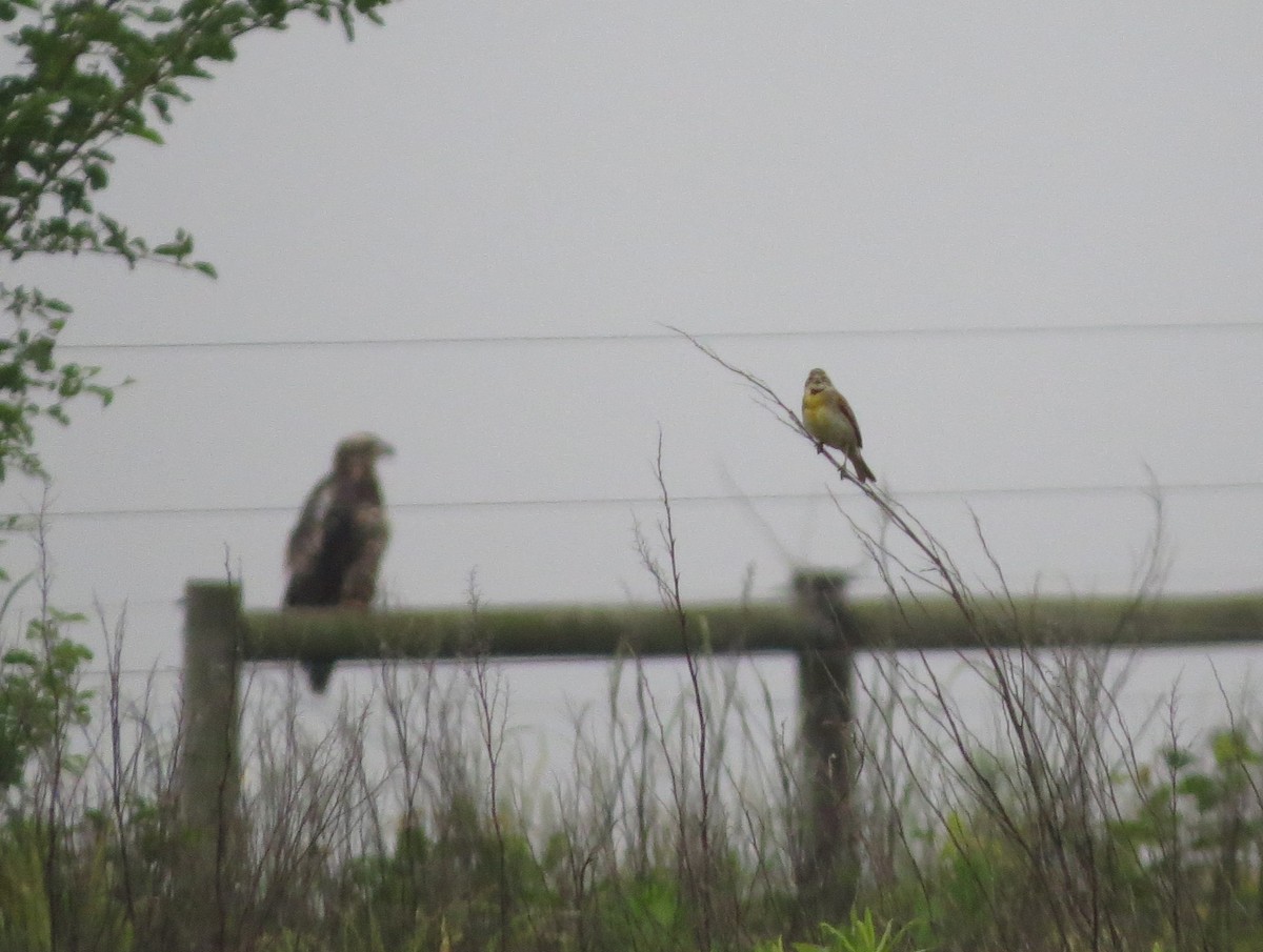 papežík americký - ML637543564