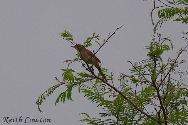 Thick-billed Warbler - ML637543588