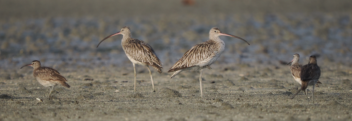 Eurasian Curlew - ML637543625