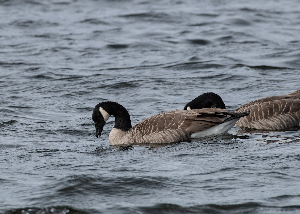 Canada Goose - ML637543649