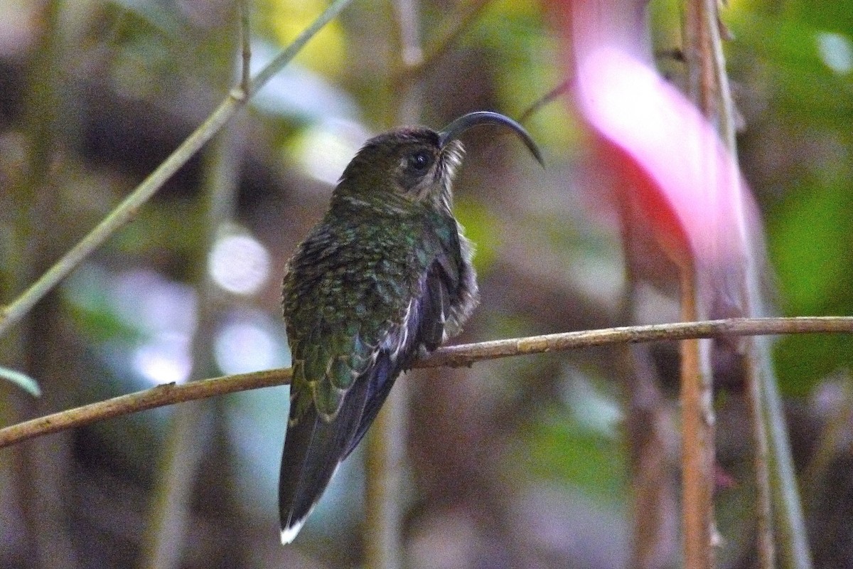 White-tipped Sicklebill - ML637543662