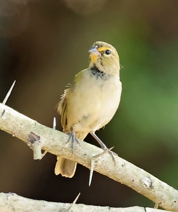 Yellow-faced Grassquit - ML637543665