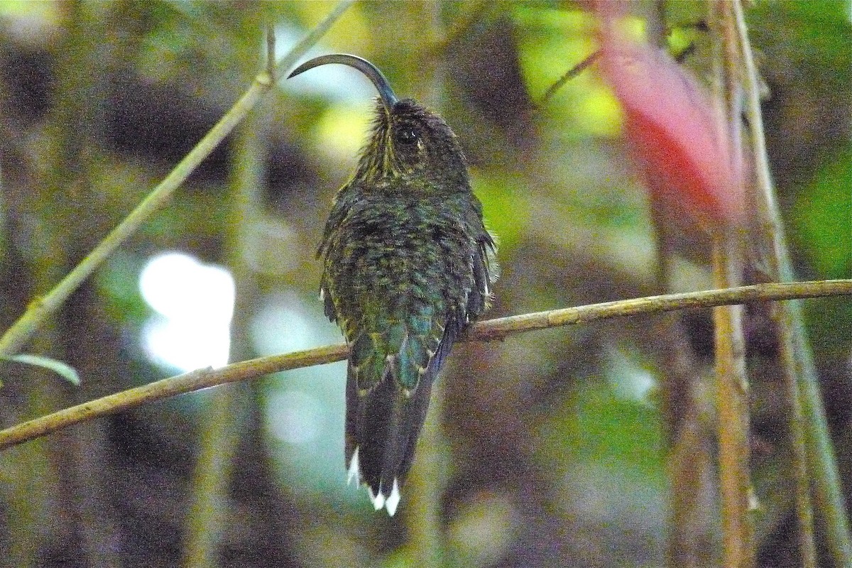 White-tipped Sicklebill - ML637543672