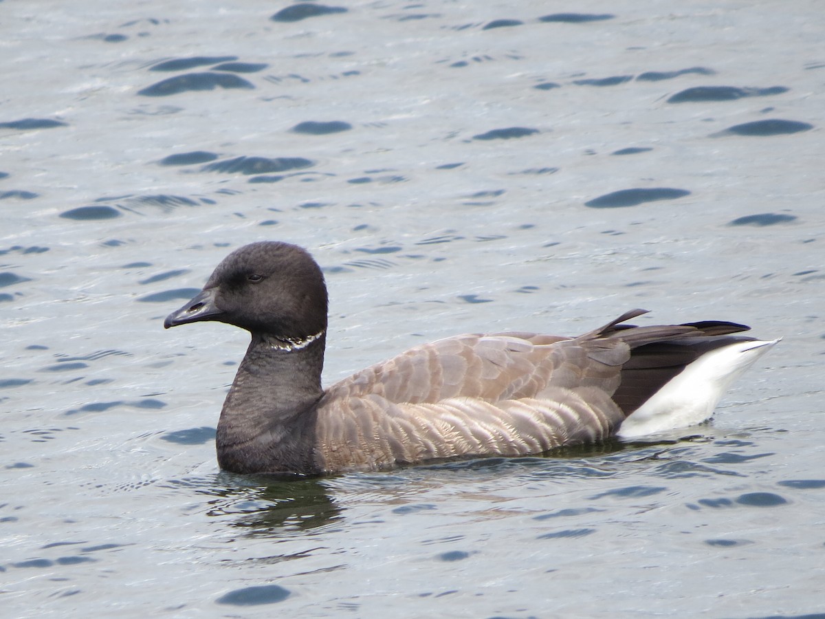Brant (Dark-bellied) - ML637543701