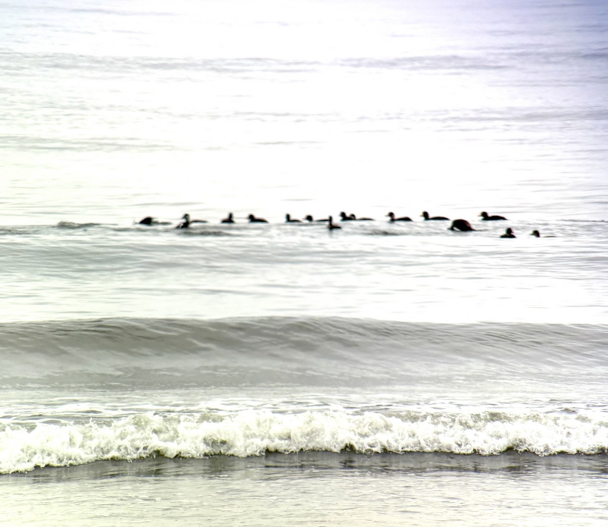 Black Scoter - ML637543739