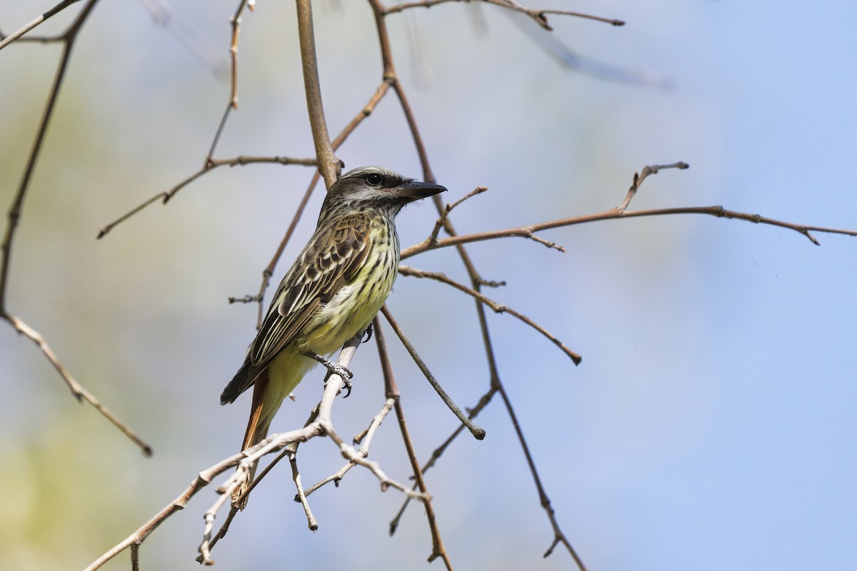 Sulphur-bellied Flycatcher - ML637543753