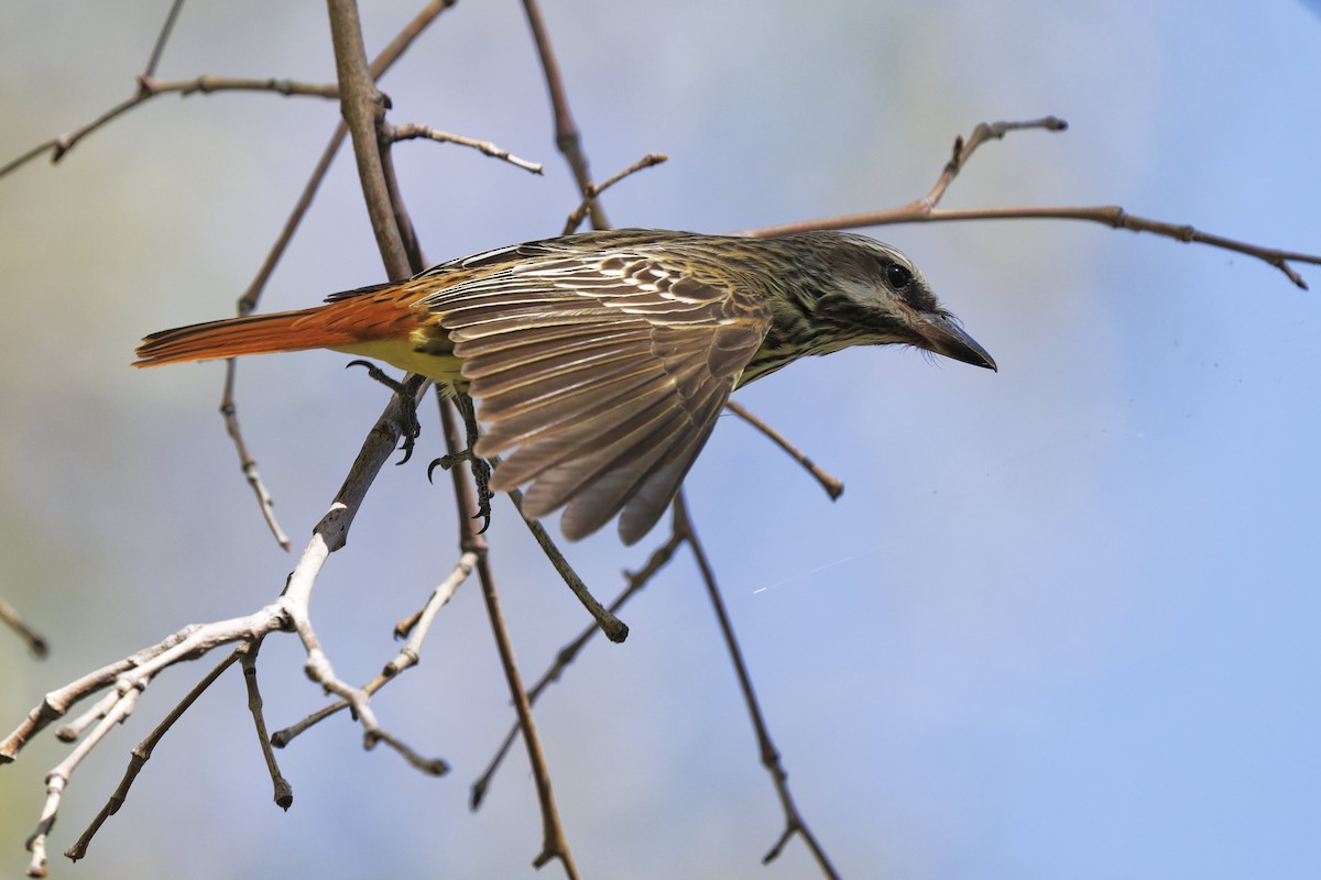 Sulphur-bellied Flycatcher - ML637543754