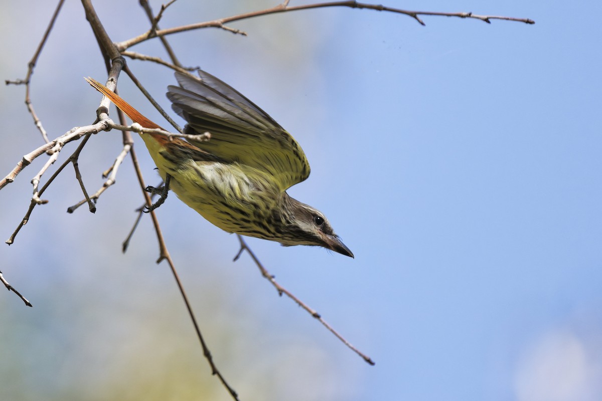 Sulphur-bellied Flycatcher - ML637543755