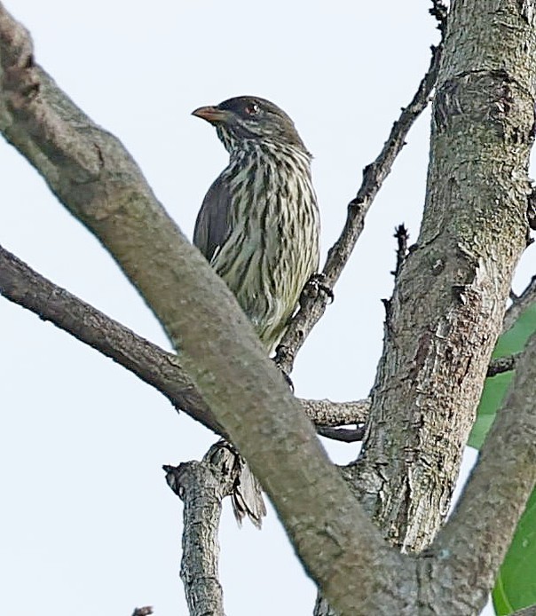 Palmchat - ML637543763