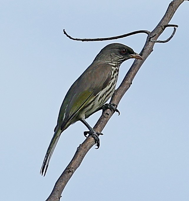 Palmchat - ML637543764