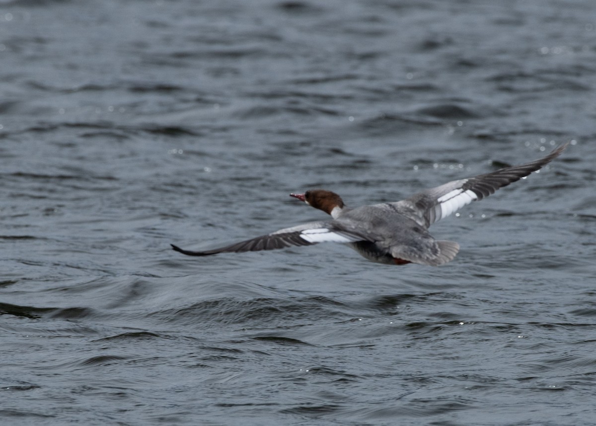 Common Merganser - ML637543797