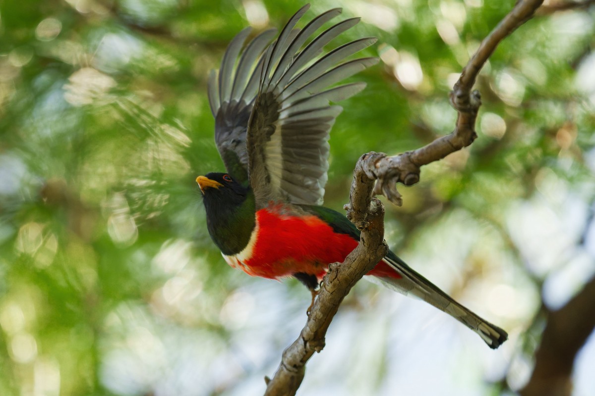 Elegant Trogon - ML637543798