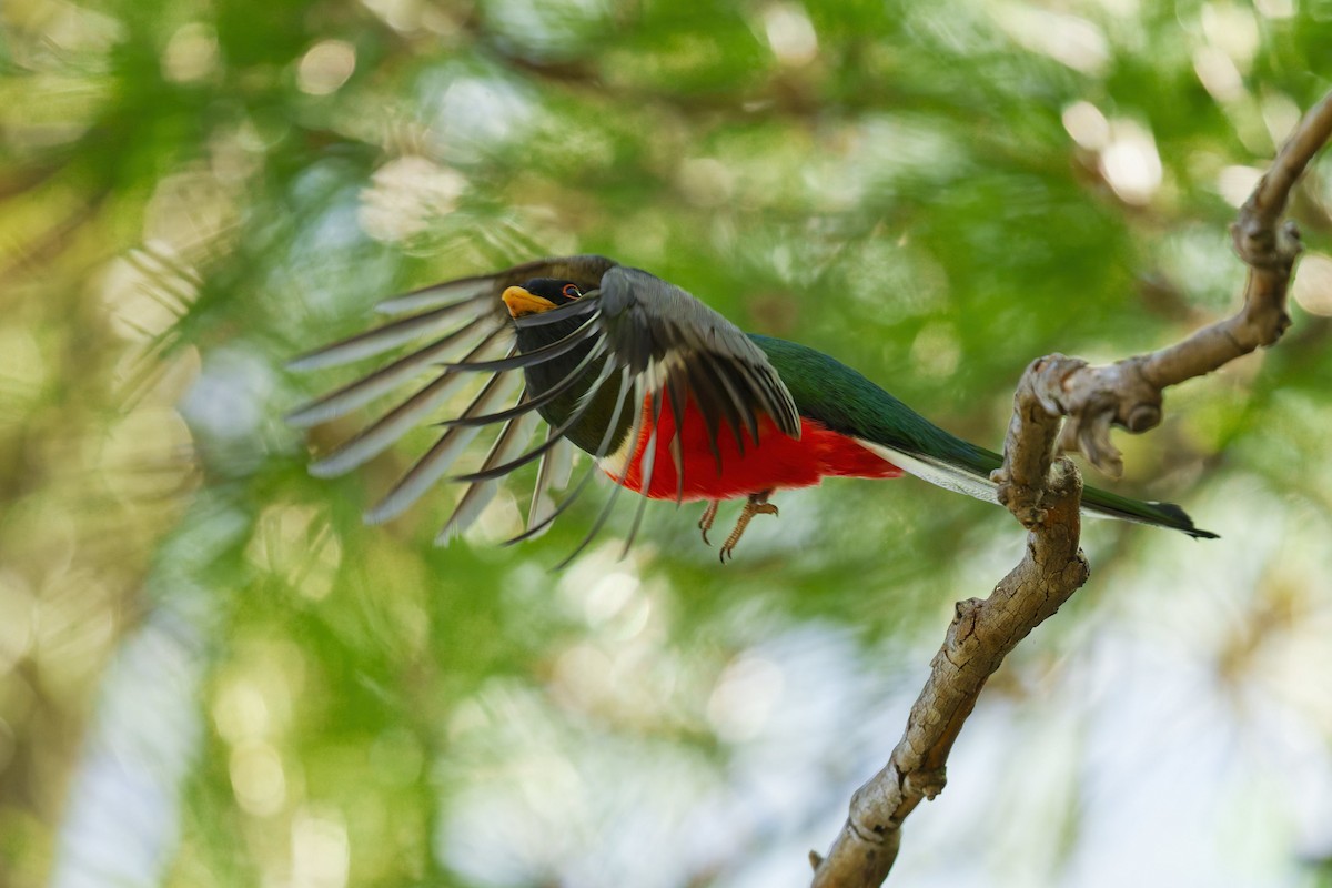 Elegant Trogon - ML637543800