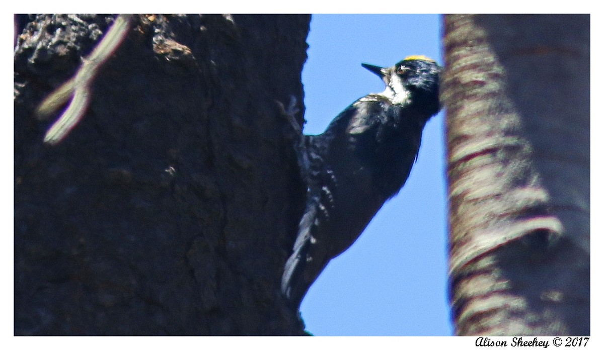 Black-backed Woodpecker - Alison Sheehey