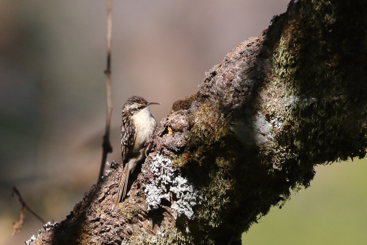 Bar-tailed Treecreeper - ML637543875