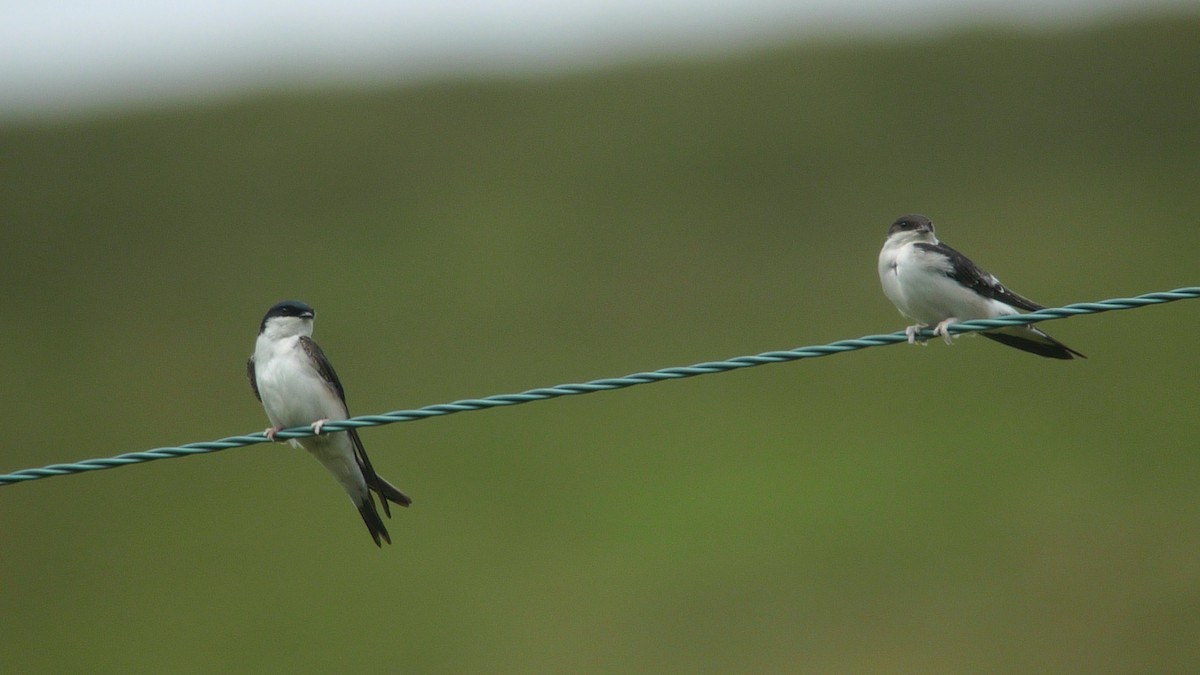 Western House-Martin - ML637543882