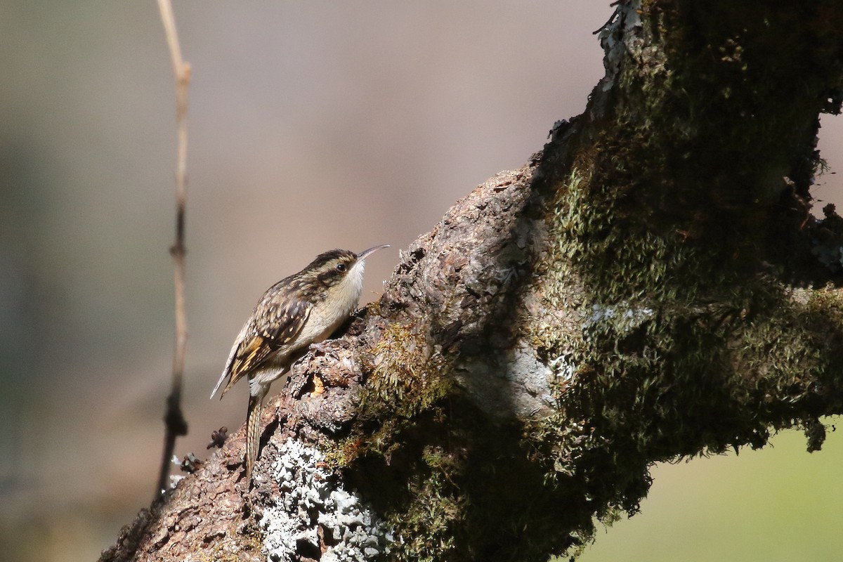 Bar-tailed Treecreeper - ML637543898