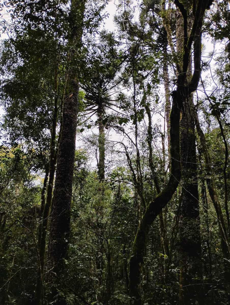 null - ML637543918