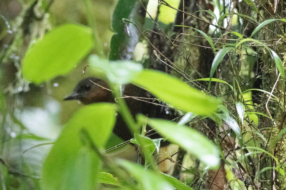 Streak-breasted Treehunter - ML637543921