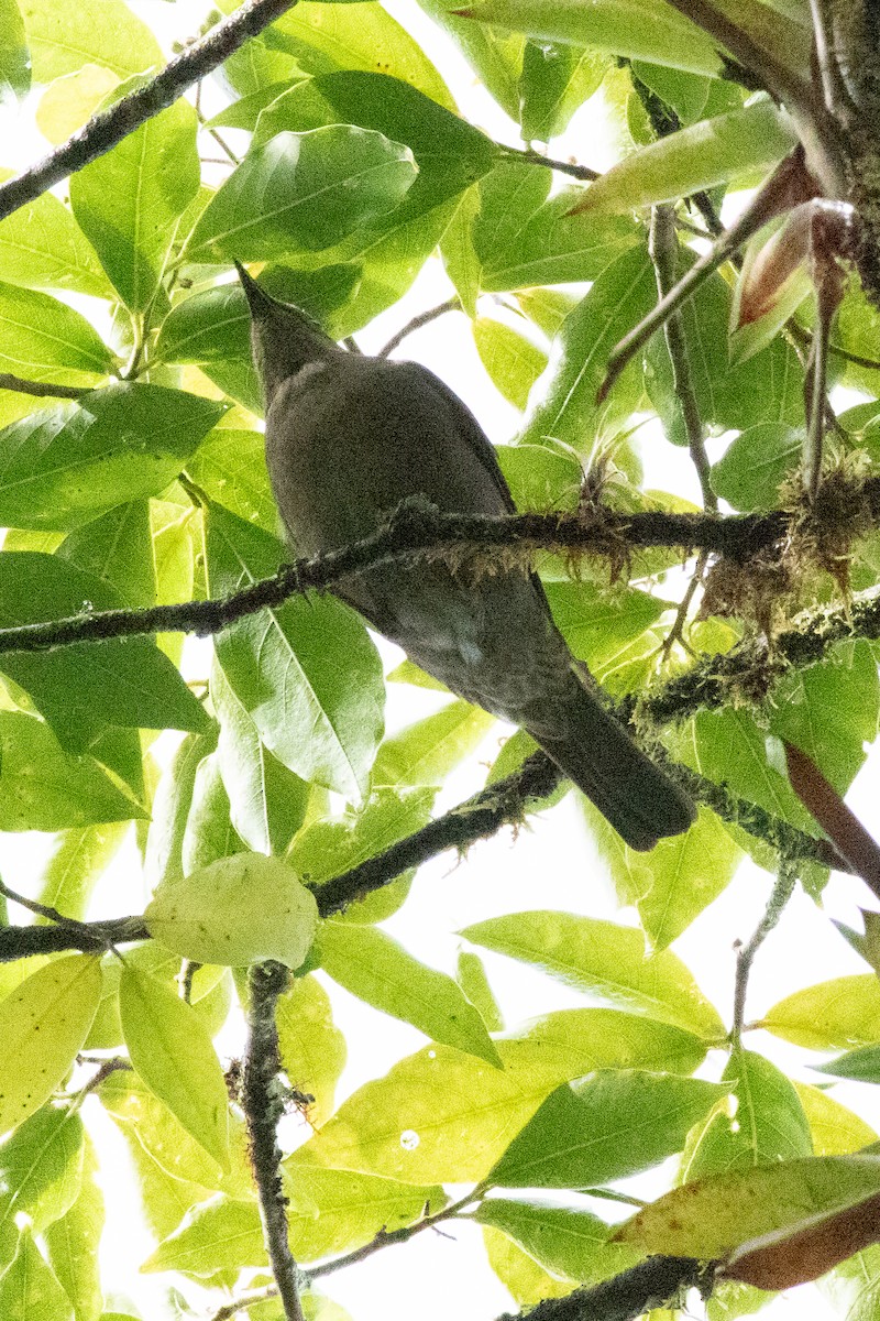 Mountain Thrush - ML637543943