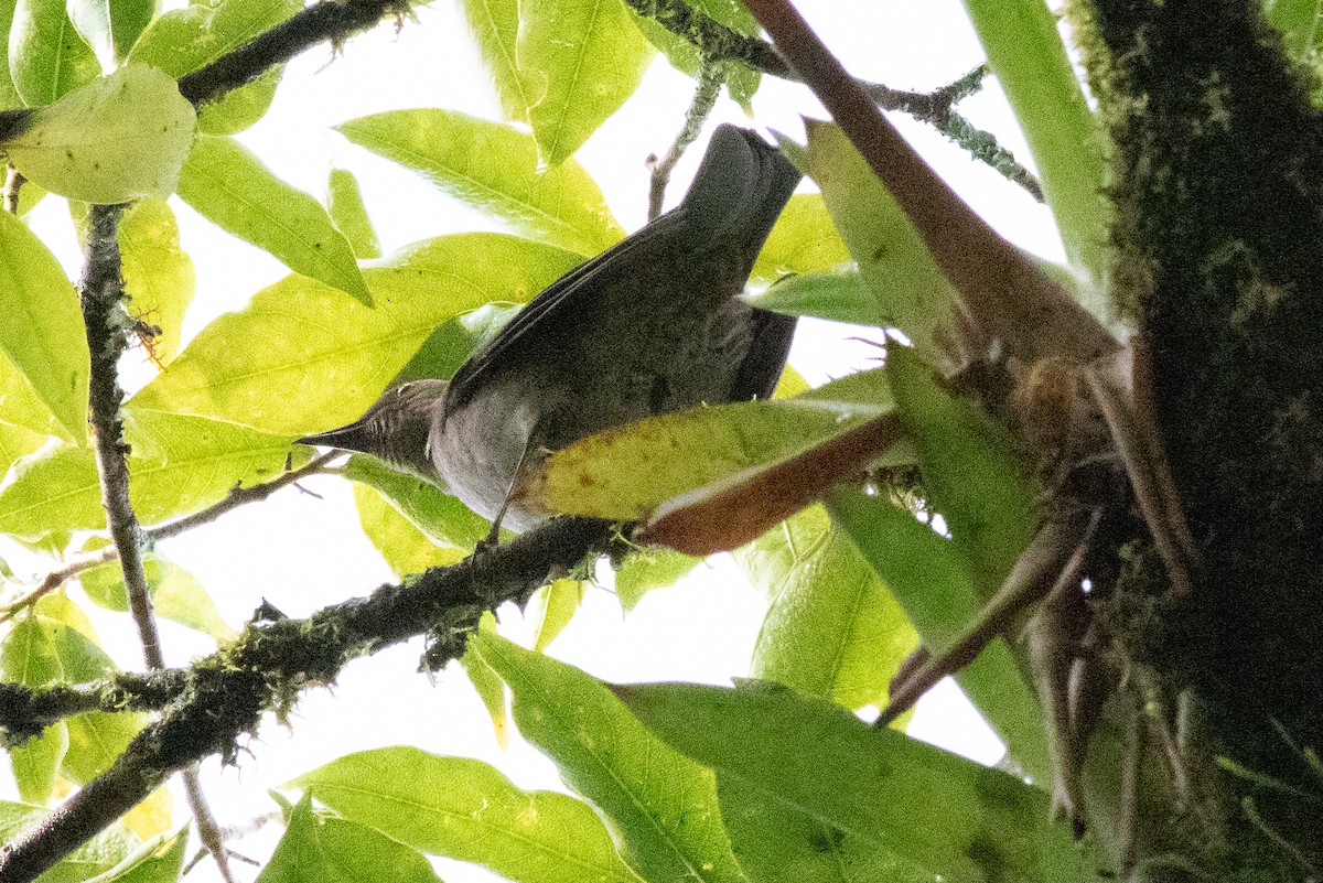 Mountain Thrush - ML637543945