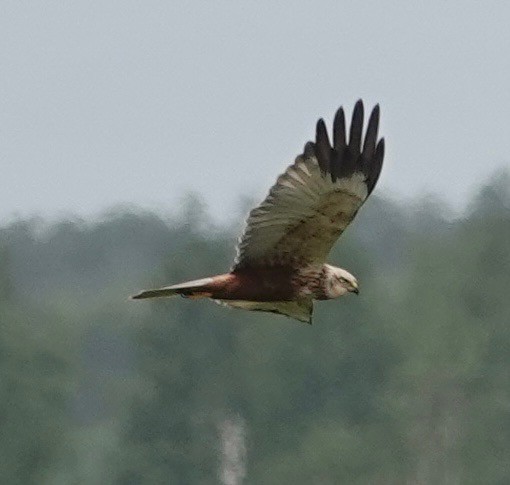 Western Marsh Harrier - ML637543975