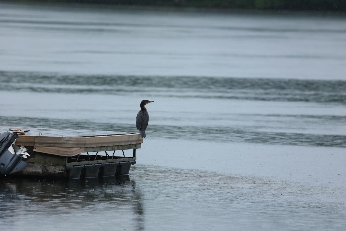 Double-crested Cormorant - ML637543982