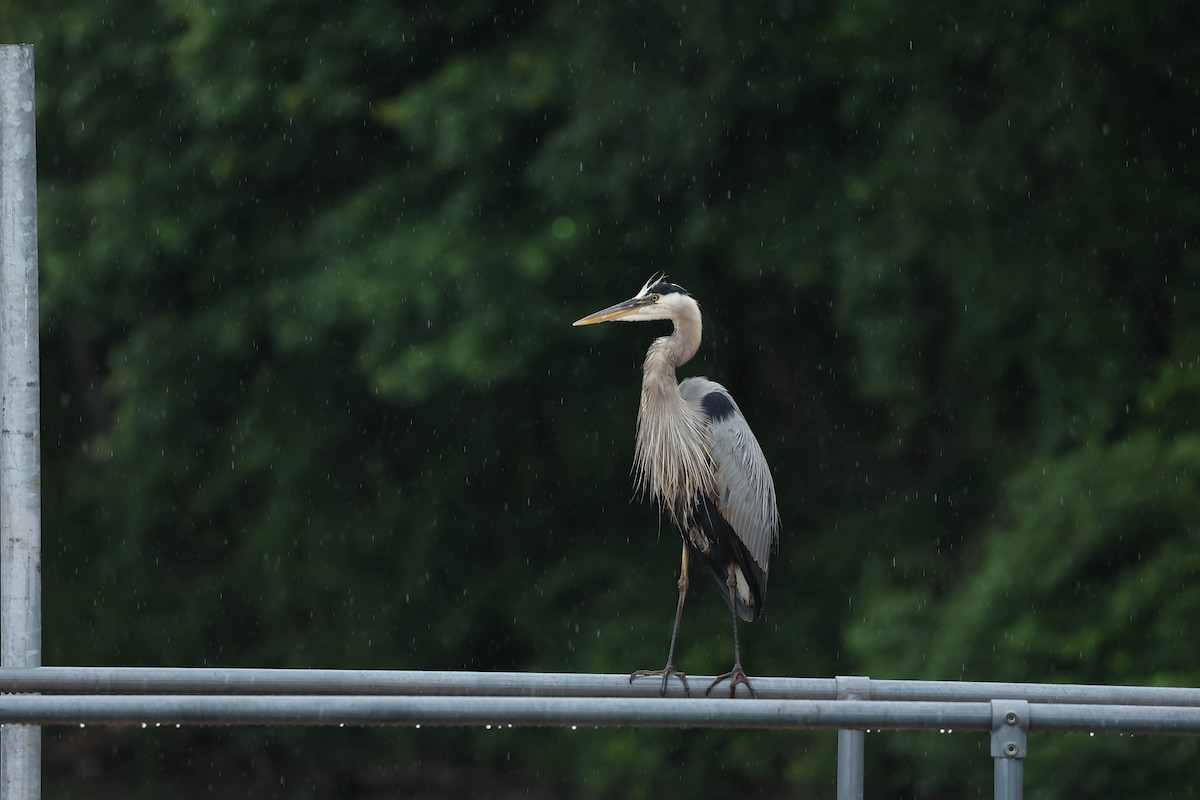 Great Blue Heron - ML637543983