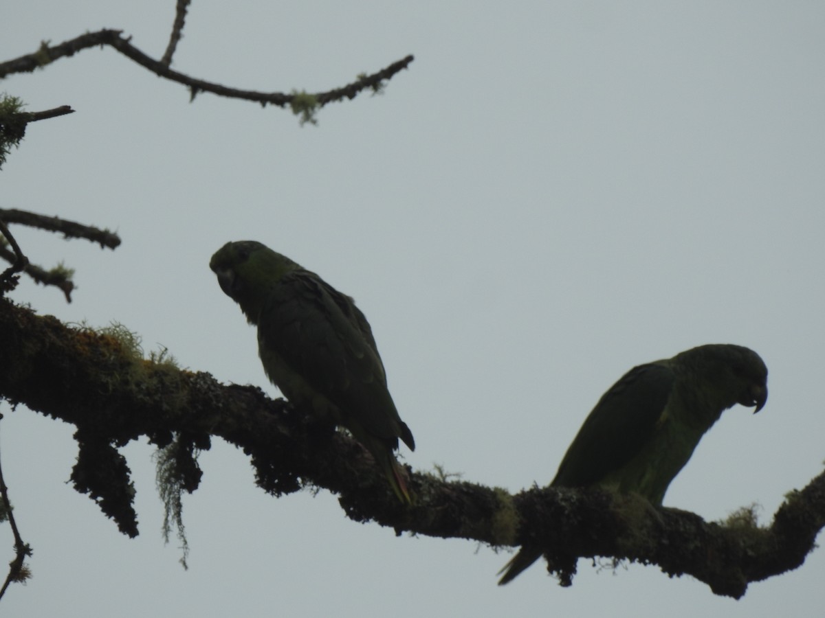Scaly-naped Amazon - ML637544062