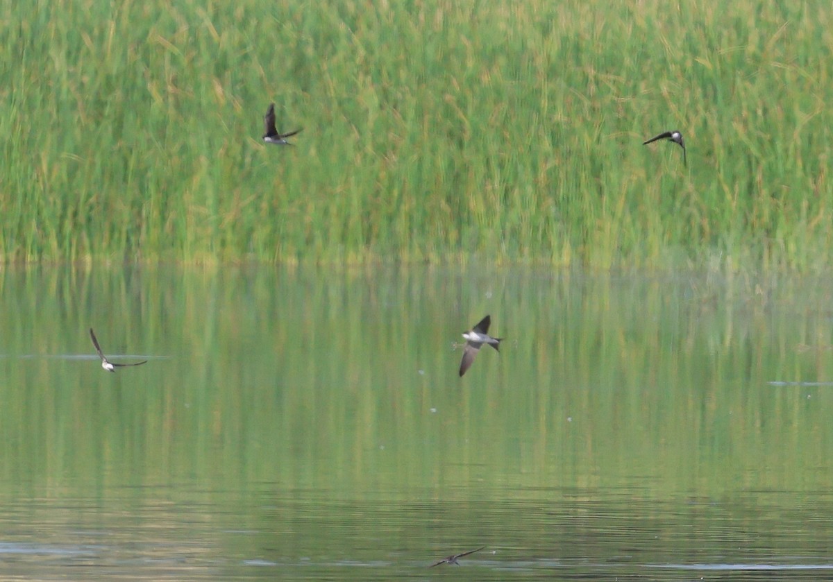 Western House-Martin - ML637544084