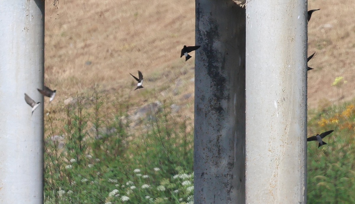 Western House-Martin - ML637544085