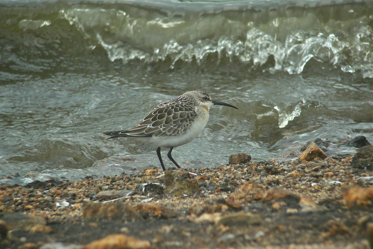 Curlew Sandpiper - ML637544173