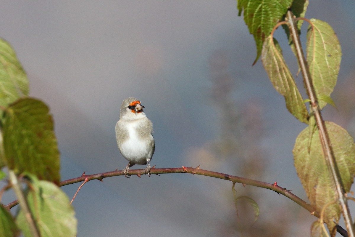 Gray-crowned Goldfinch - ML637544179