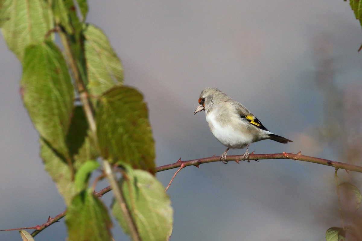Gray-crowned Goldfinch - ML637544181