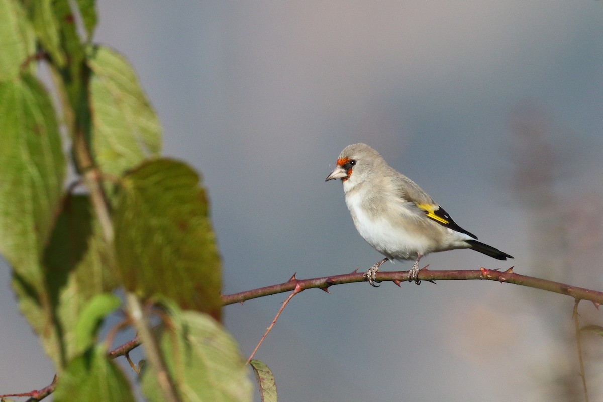 Gray-crowned Goldfinch - ML637544182