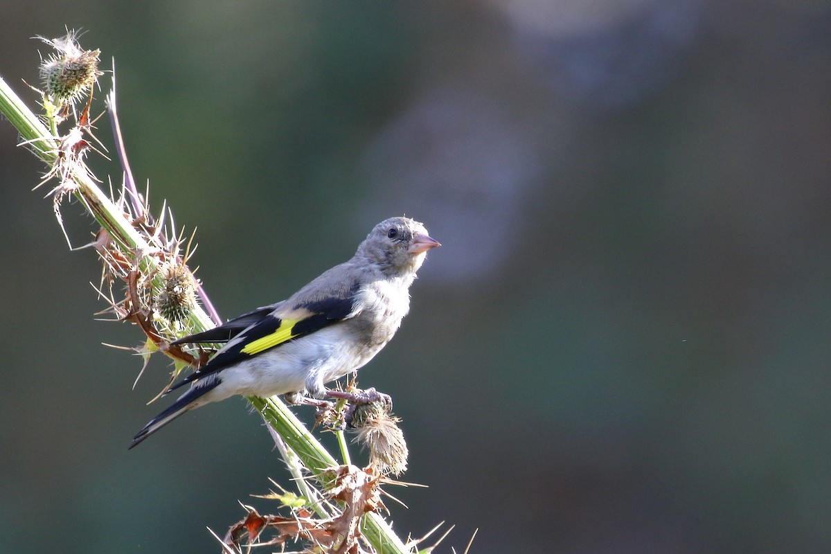 Gray-crowned Goldfinch - ML637544183
