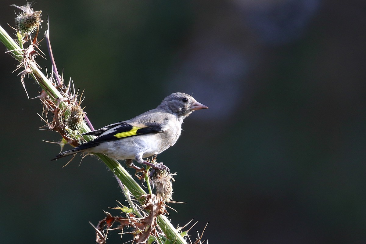 Gray-crowned Goldfinch - ML637544184