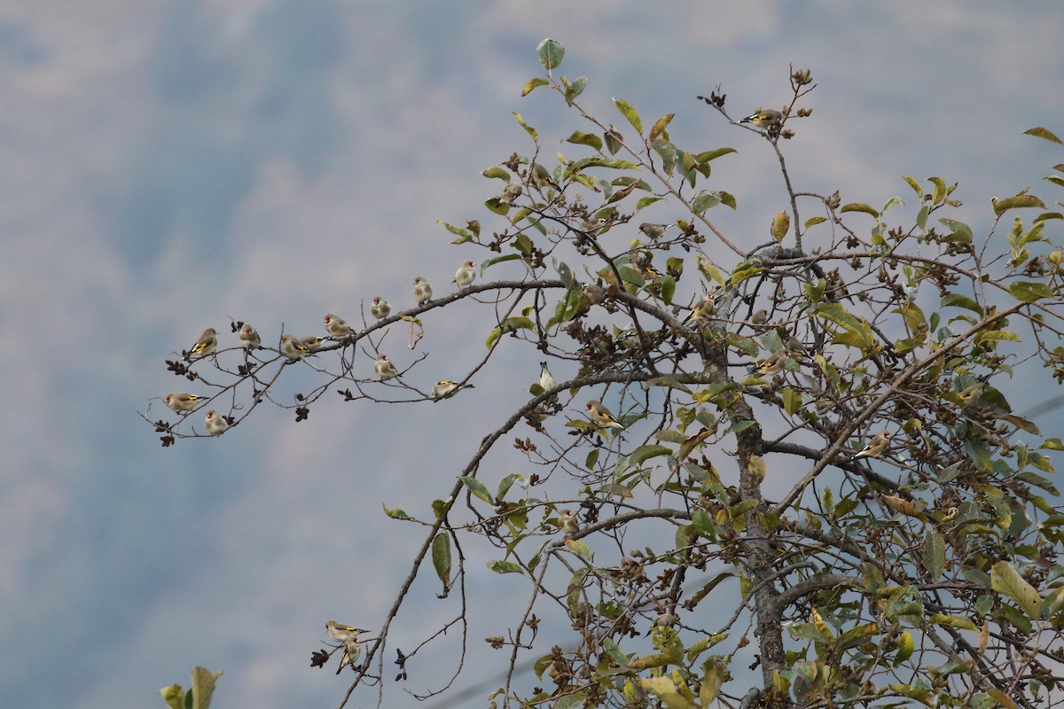 Gray-crowned Goldfinch - ML637544185