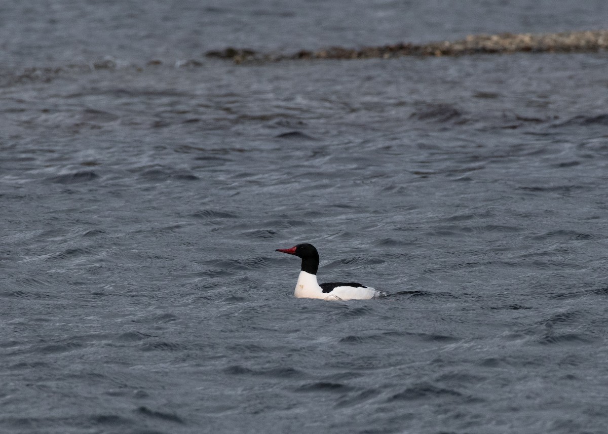 Common Merganser - ML637544204