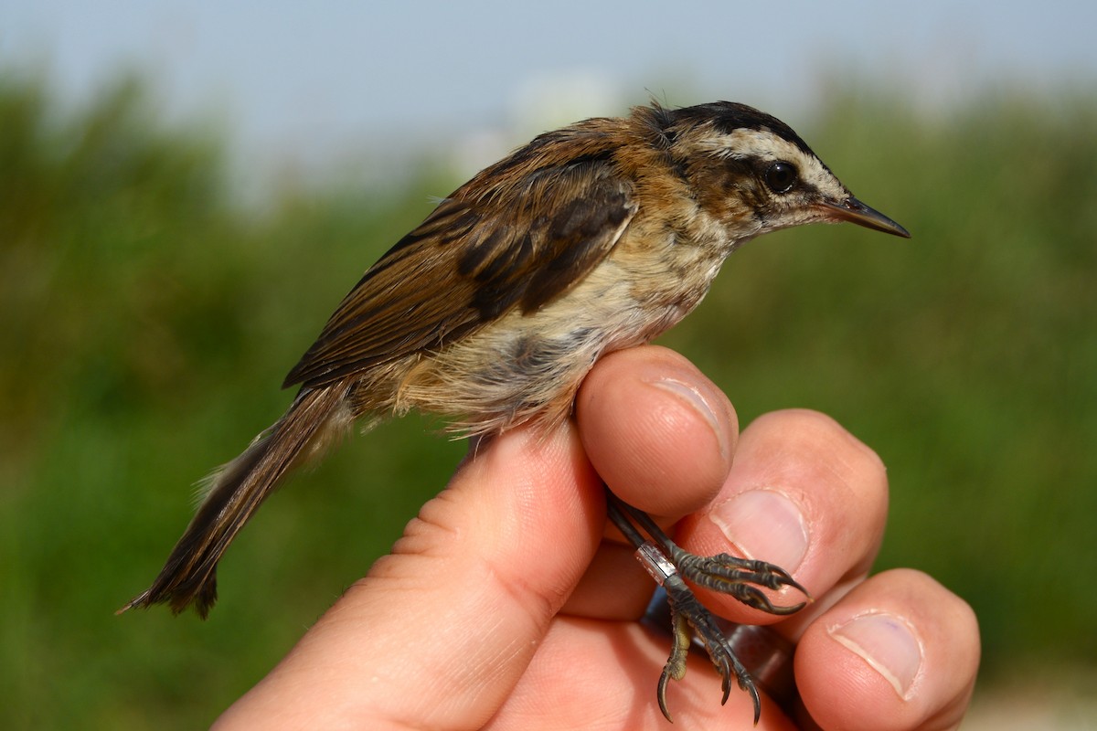 Moustached Warbler - ML637544241