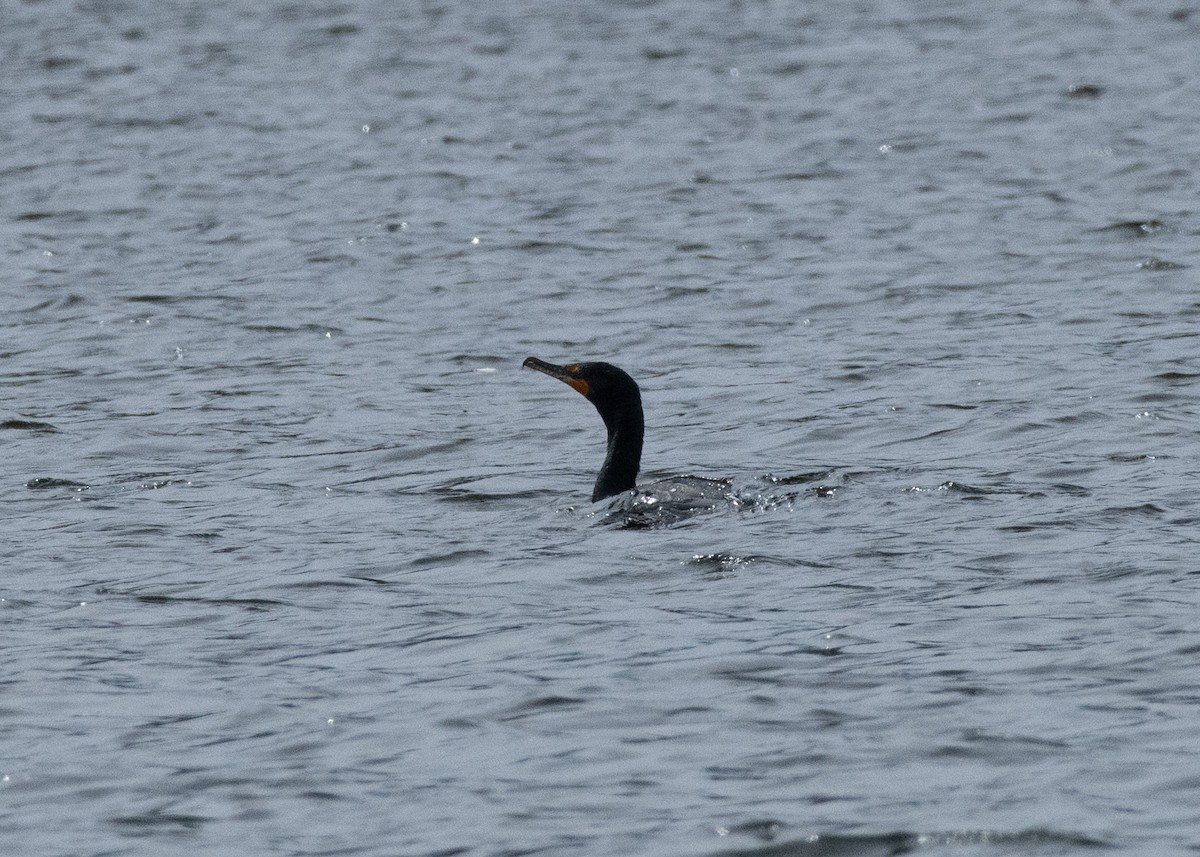 Double-crested Cormorant - ML637544250