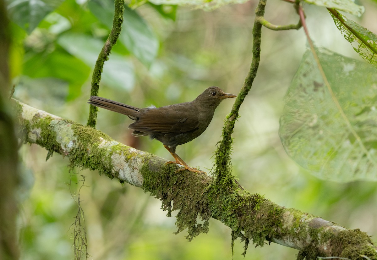 Glossy-black Thrush - ML637544261
