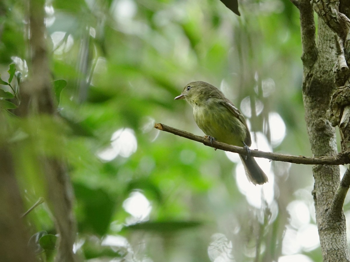 Flat-billed Vireo - ML637544302