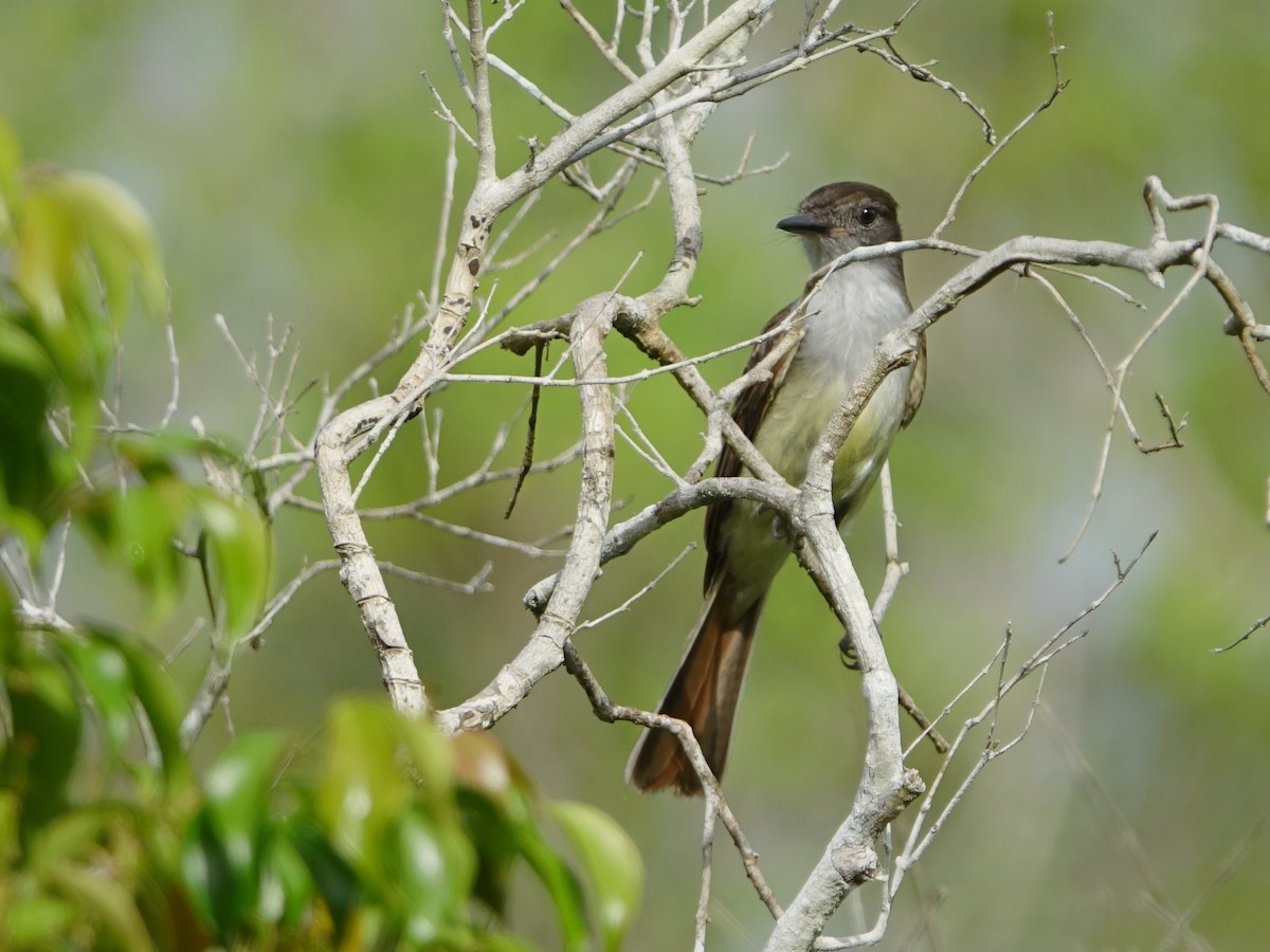 Stolid Flycatcher - ML637544336