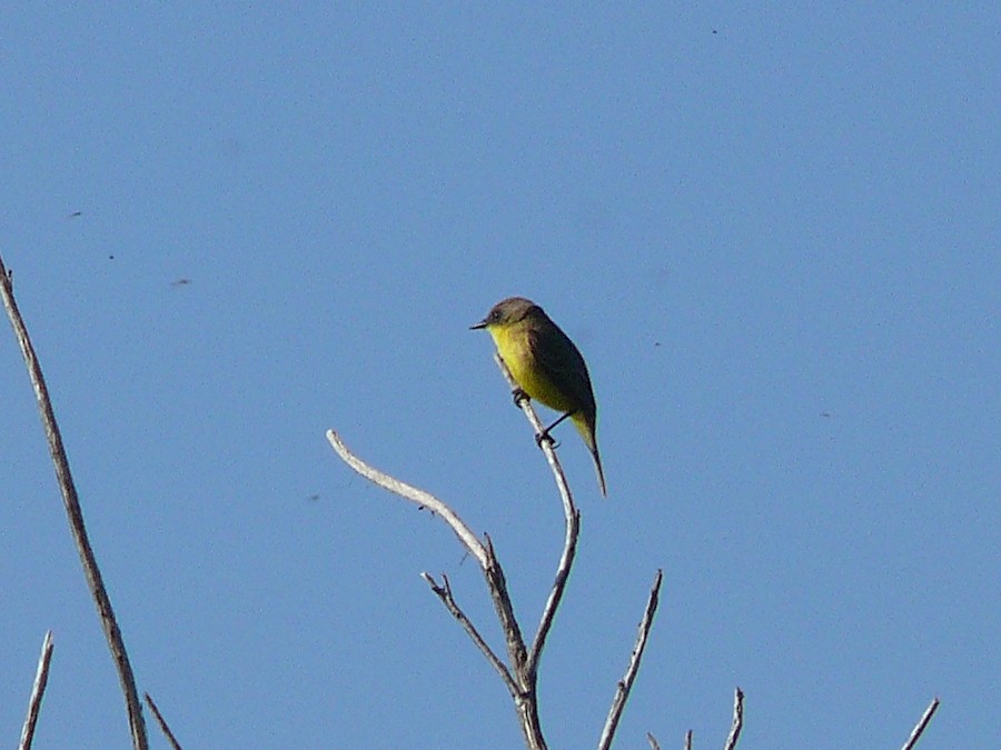 Ticking Doradito - ML637544357