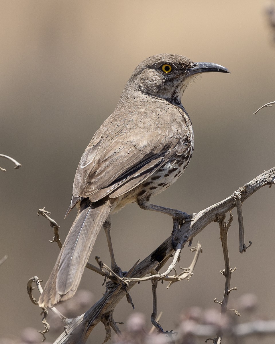 Gray Thrasher - ML637544388